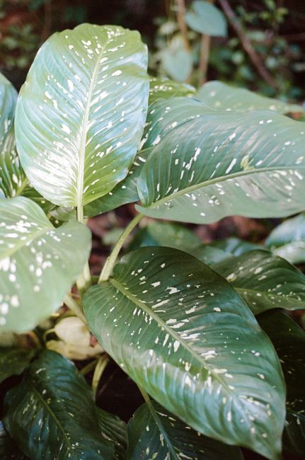 Detailed view of green Dieffenbachia leaves in a lush outdoor setting.