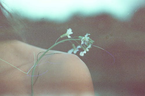 'Stem of White Flowers on Person's Shoulder