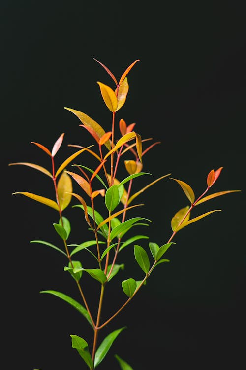 Stem of Yellow and Green Leaves