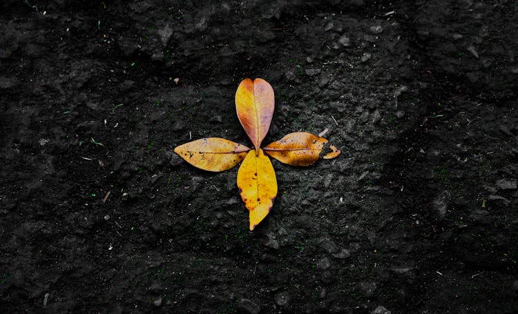 Photo Of Dried Leaves On Ground