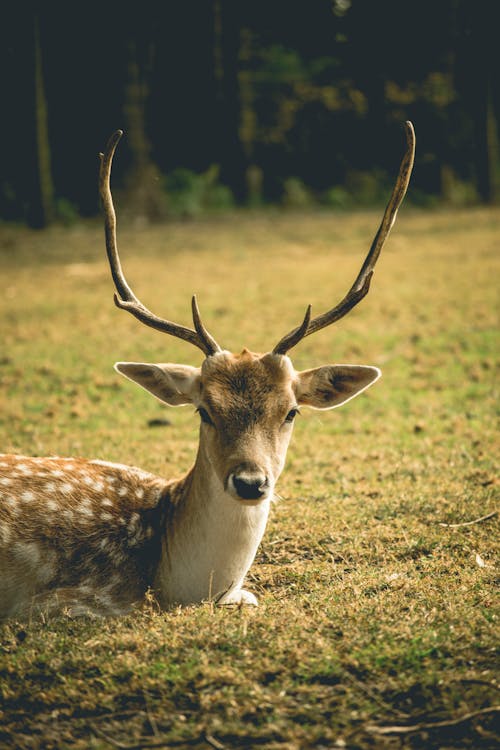 Free Deer Lying on the Ground Stock Photo