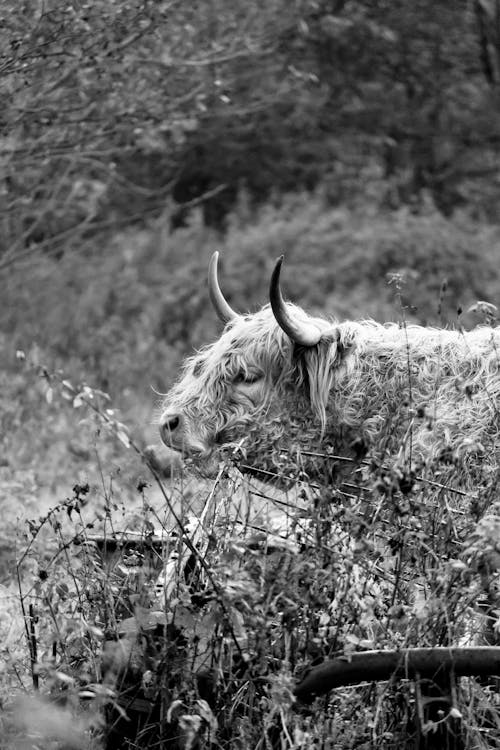 Cow in Black and White