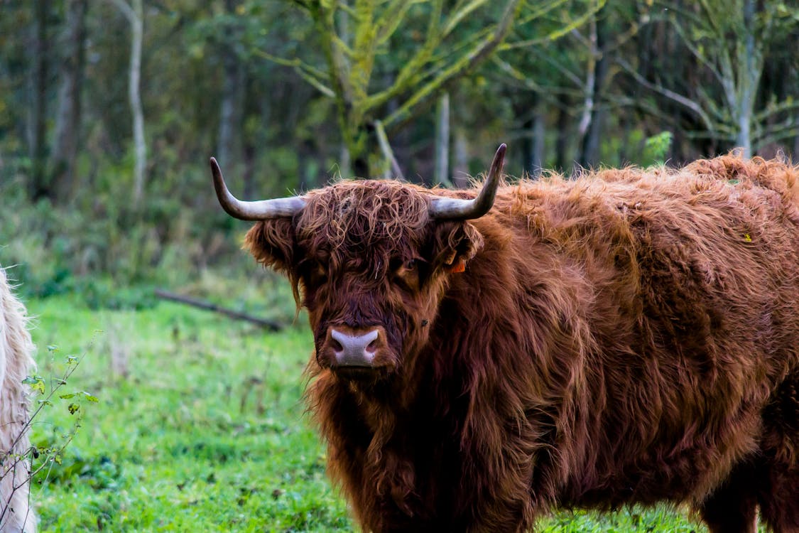 A Bull In A Forest · Free Stock Photo