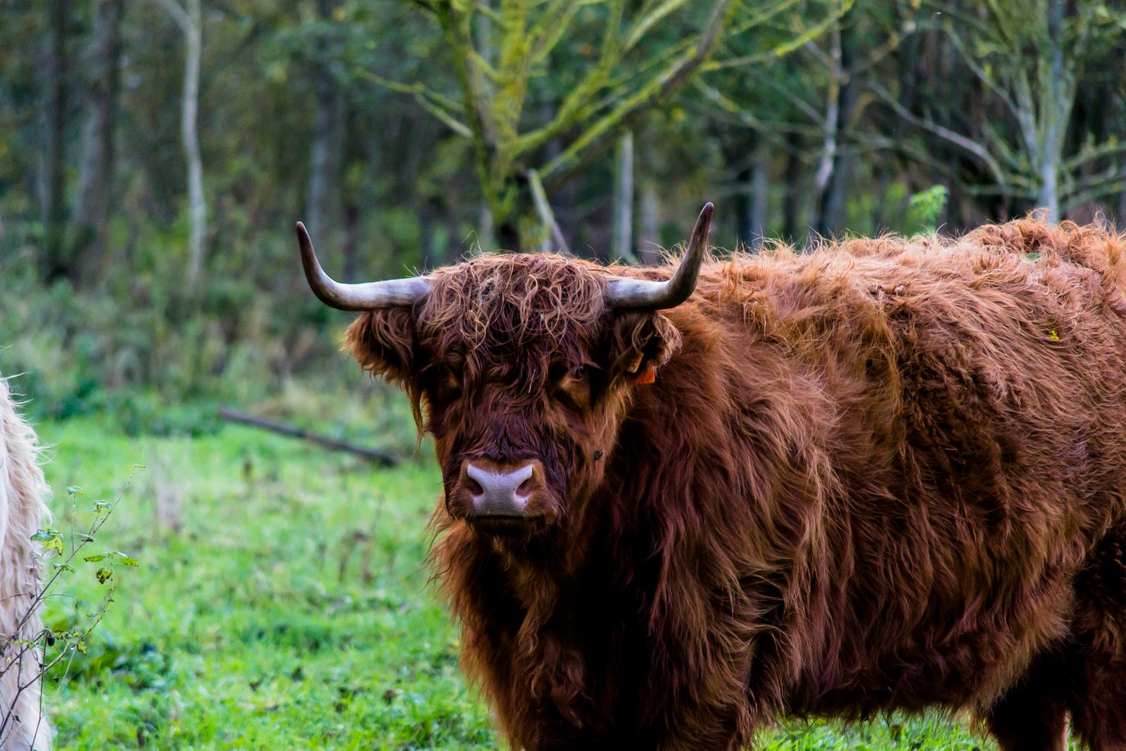 Highland cow paint by numbers