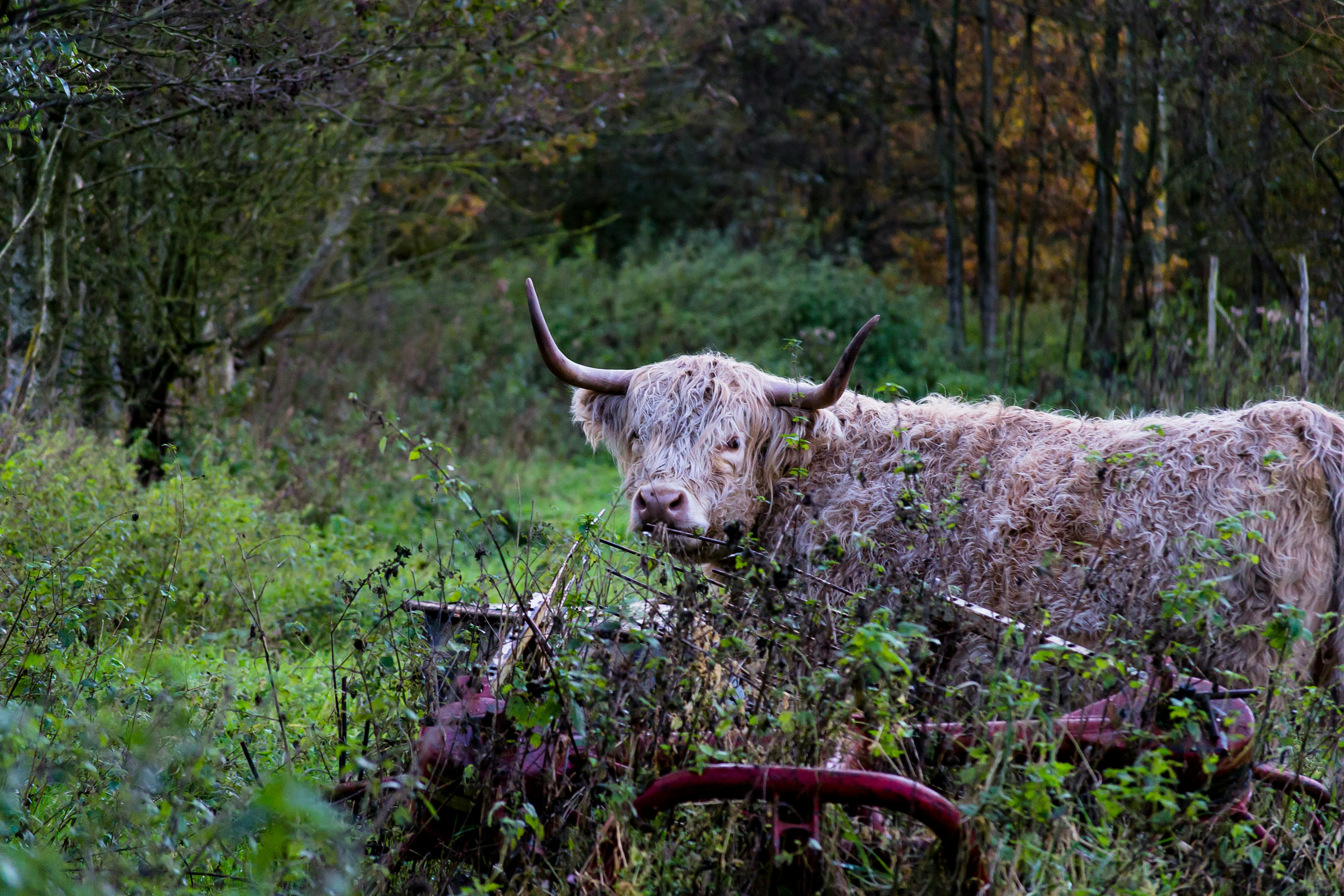 grátis Foto profissional grátis de agricultura tradicional, amigo do ambiente, animais selvagens Foto profissional