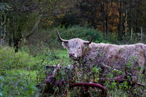 Highland Cattle on a Farm 