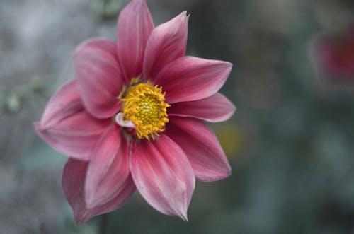 Ücretsiz Pembe çiçeğin Makro Fotoğrafçılığı Stok Fotoğraflar