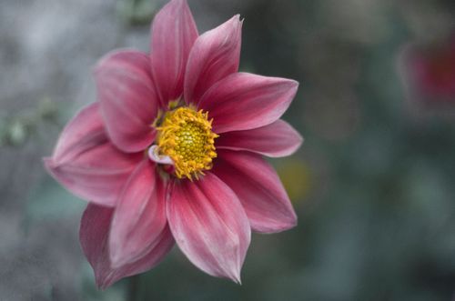 Free A delicate pink dahlia flower with a yellow center, captured in soft focus highlighting its beauty. Stock Photo