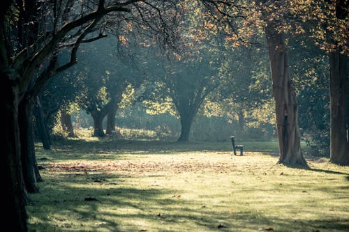 A Wooden Bench on a Forest Park