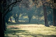 Free stock photo of art, autumn, bank