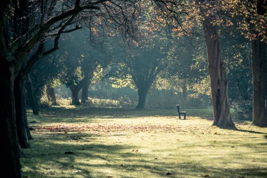 Free stock photo of art, autumn, bank