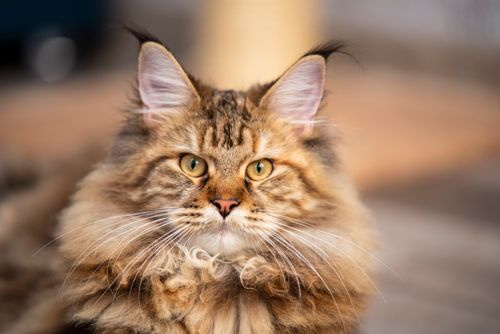 Free Adorable Maine Coon cat with striking eyes and fluffy fur captured in close-up. Stock Photo
