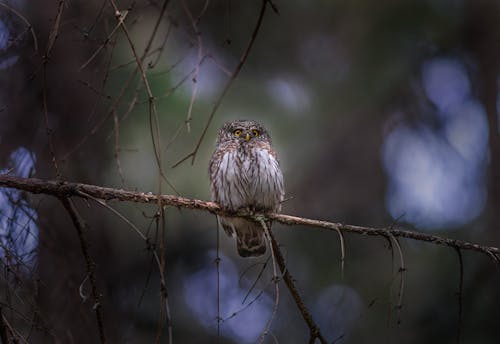 Owl Perched on Tree Branch