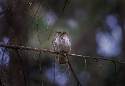 Kostnadsfri bild av eurasisk pygmugla, fågelfotografering, glaucidium passerinum