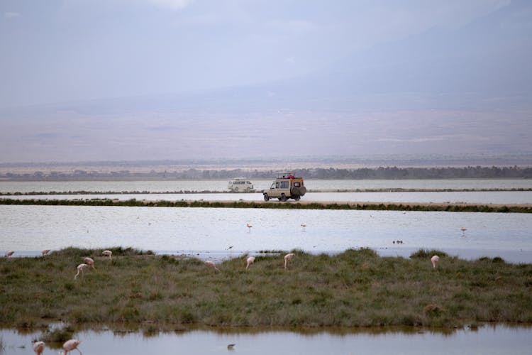 Cars Driving Near Flamingos On Swamp