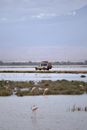 A Shot of Felmingos Wading in the Water With a Car in a Background 