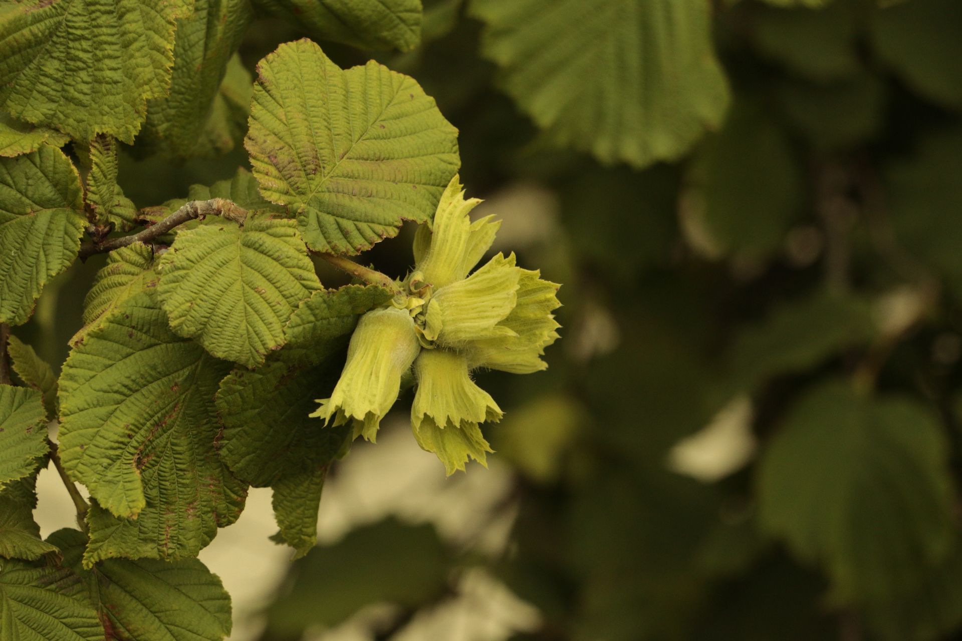 Detailed image of green hazel leaves and nuts in natural outdoor setting.