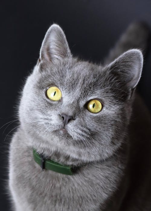 Gray Cat in Close Up Photography