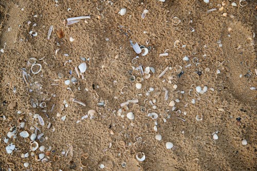 Seashells on Beach Sand