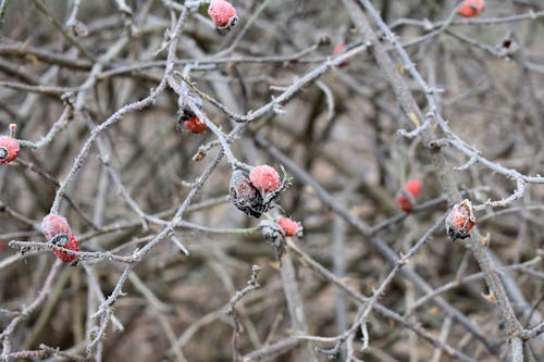 Free stock photo of branches, bush, frost