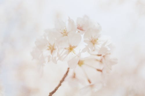 Photographie En Gros Plan De Fleurs Blanches
