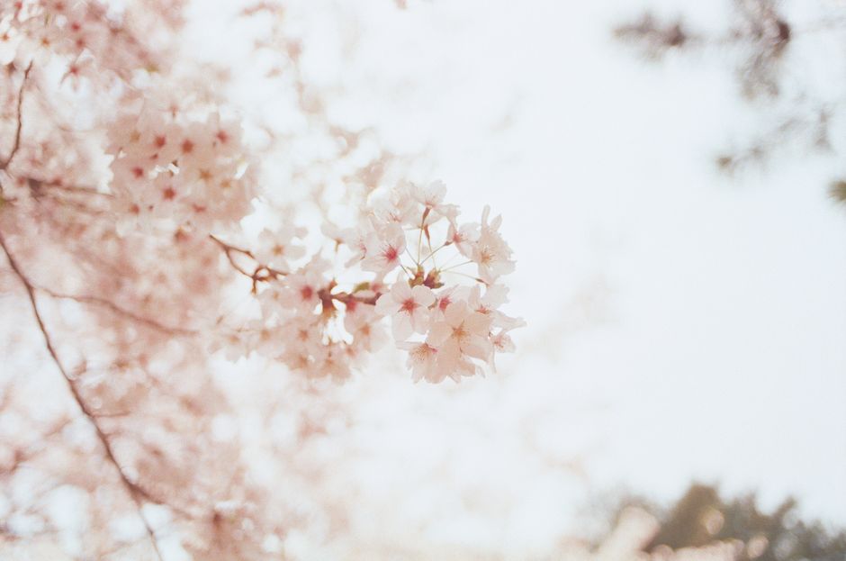 Close-up of blooming cherry blossoms in Nagano, Japan during spring.