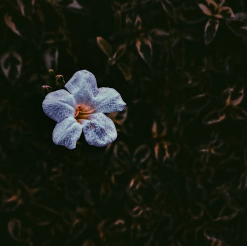 Mor çiçeğin Yakın çekim Fotoğrafçılığı