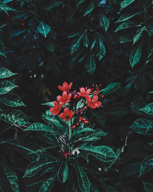 免費 葉子附近的紅色花朵攝影 圖庫相片