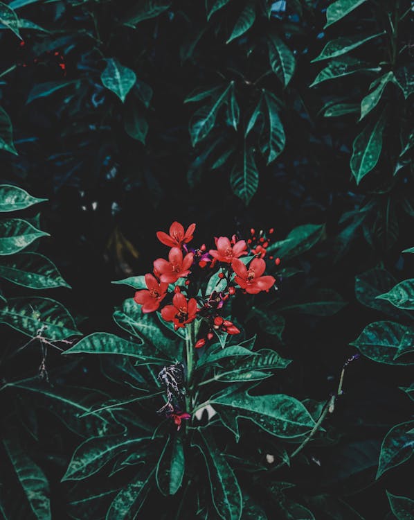 Photography of Red Flowers Near Leaves