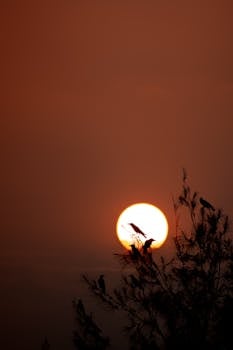 Peaceful sunset featuring silhouetted birds on tree branches against an orange sky.