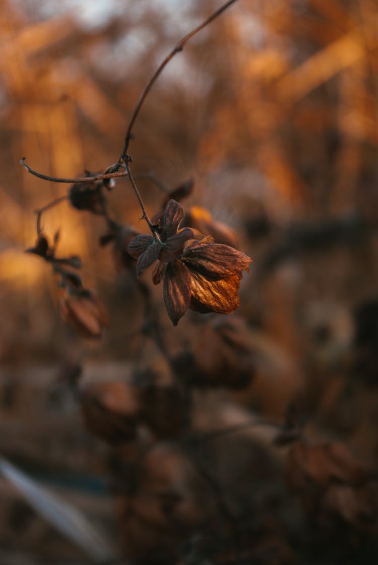 Close-up Of A Dry Brown Leaf