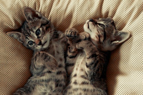 Cute Cats Lying Down Together