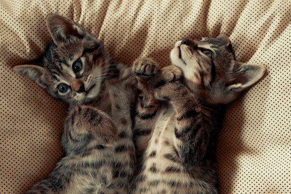 Dois gatinhos tigrados fofos deitados em uma aconchegante manta de bolinhas, parecendo brincalhões e relaxados.