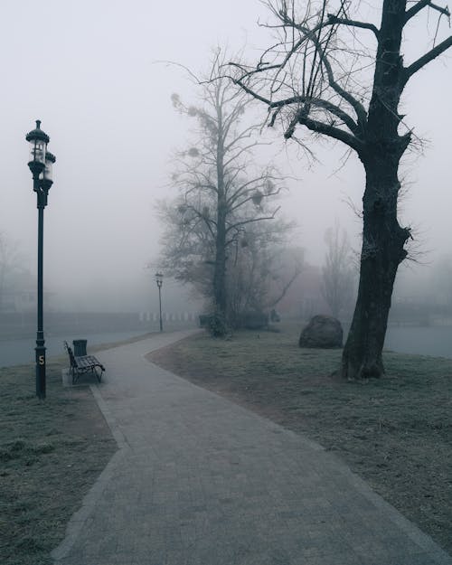 Monochrome Photo of a Gloomy Park
