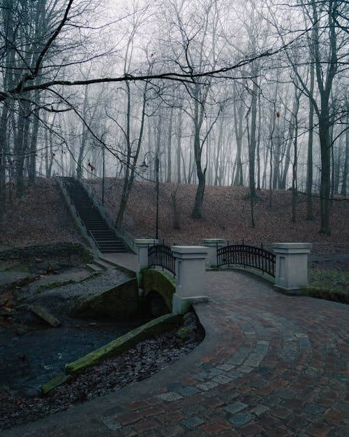 A Gloomy Park Full of Bare Trees
