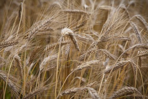 Free Close-up image of a wheat field showcasing golden stalks and detailed grains. Stock Photo
