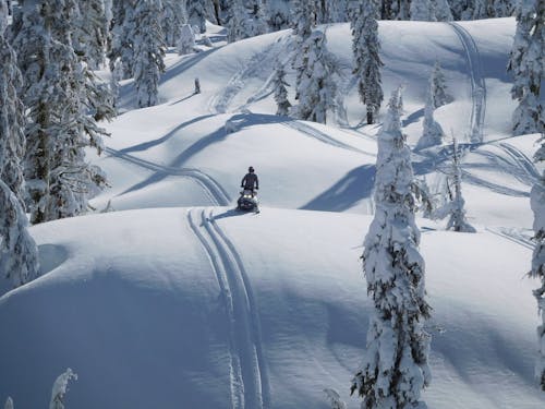 Person, Die Schneemobil In Der Nähe Von Grünen Bäumen Reitet, Die Tagsüber Mit Schnee Bedeckt Sind