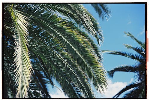 Immagine gratuita di fogliame, foglie di palma, foglie verdi
