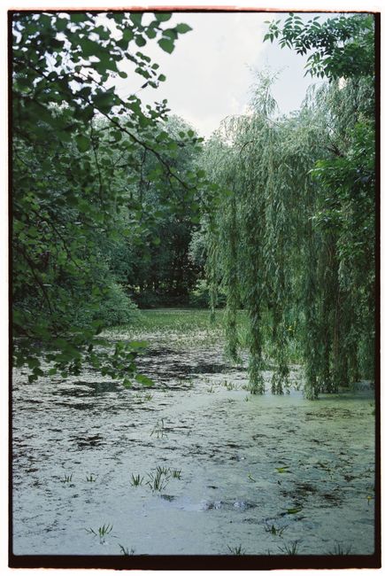 Lush greenery surrounds a peaceful lake, capturing natural tranquility.