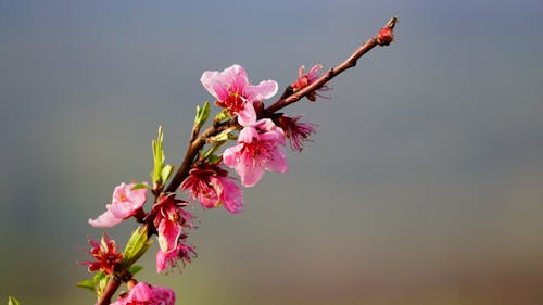 Free stock photo of ÏÎ Î Î Î Ï Î Î ÏÎ Î, ÏŒÎ Î ÏÏ Î Î Î Ï Î Î ÏÎ Î Î, spring flower