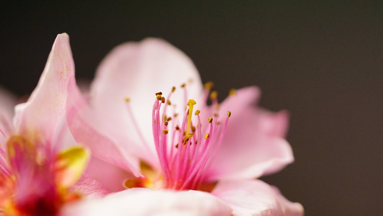 Macrofotografie Van Roze Bloem