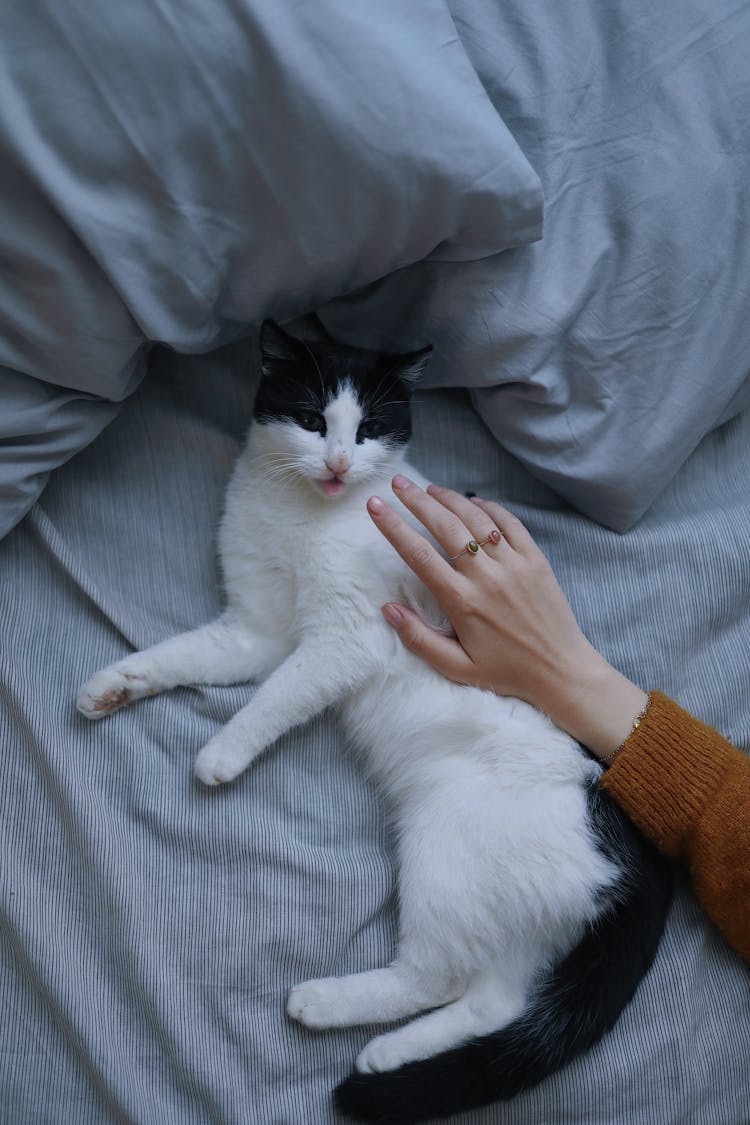 Hand Stroking Lying Cat