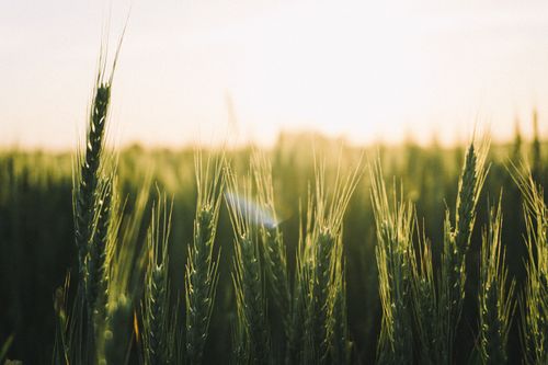 Free Sunlit wheat field with a golden glow, capturing the essence of summer nature. Stock Photo