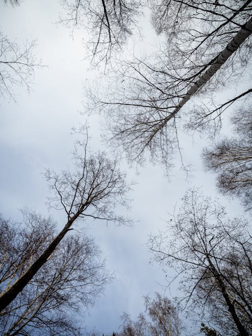 Fotos de stock gratuitas de arboles, cielo nublado, flora