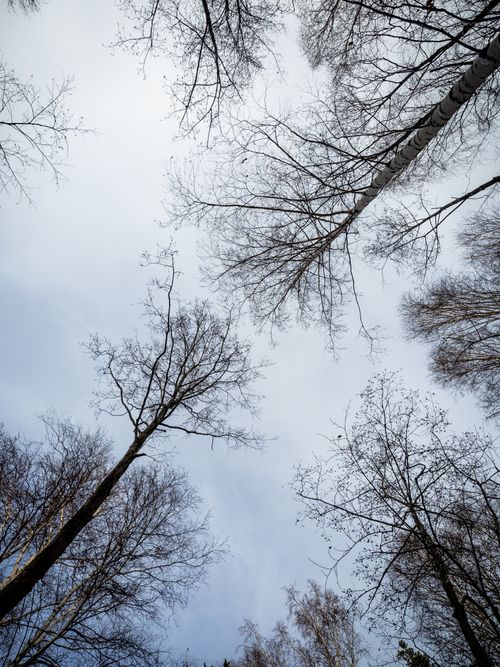 Free A captivating upward view of leafless trees reaching toward a cloudy winter sky. Stock Photo