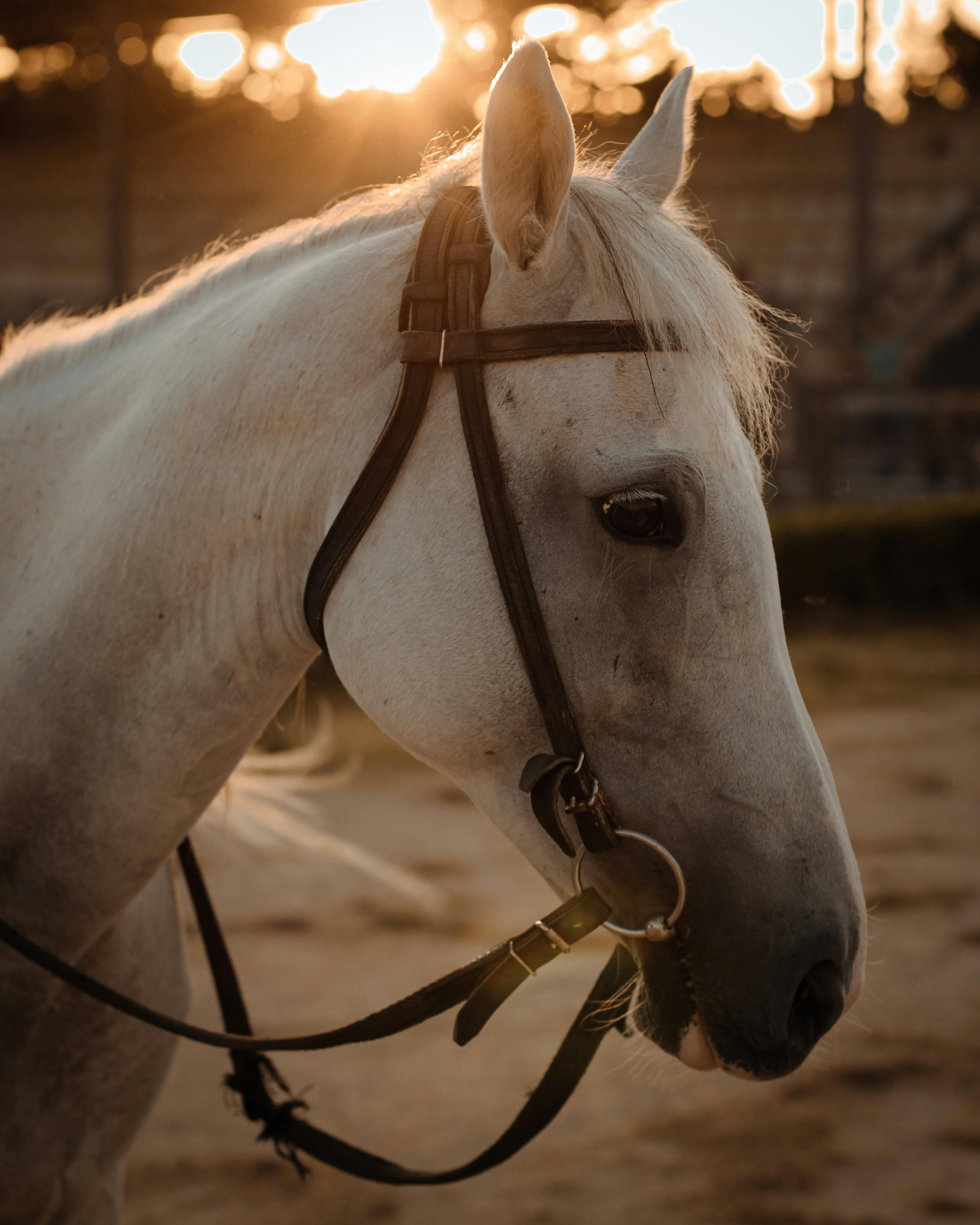 Animals. Horse. The face of a beautiful white horse in a bridle with a  silver ornament and women's hands Stock Photo