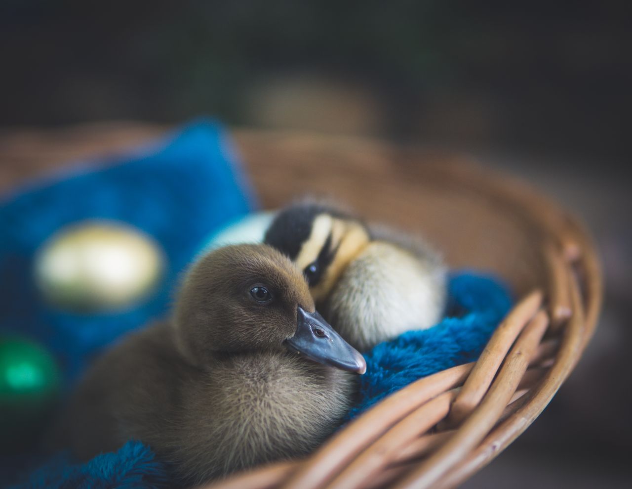cute ducklings resting in a wicker basket with colorful eggs and fluff