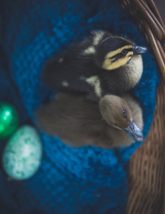 Zwei Schwarze Und Braune Enten