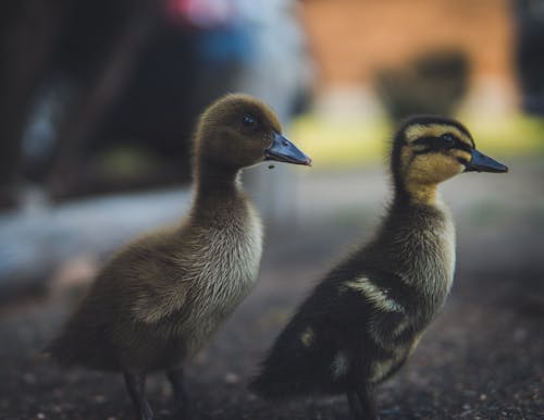 Fotografia De Close Up De Patos