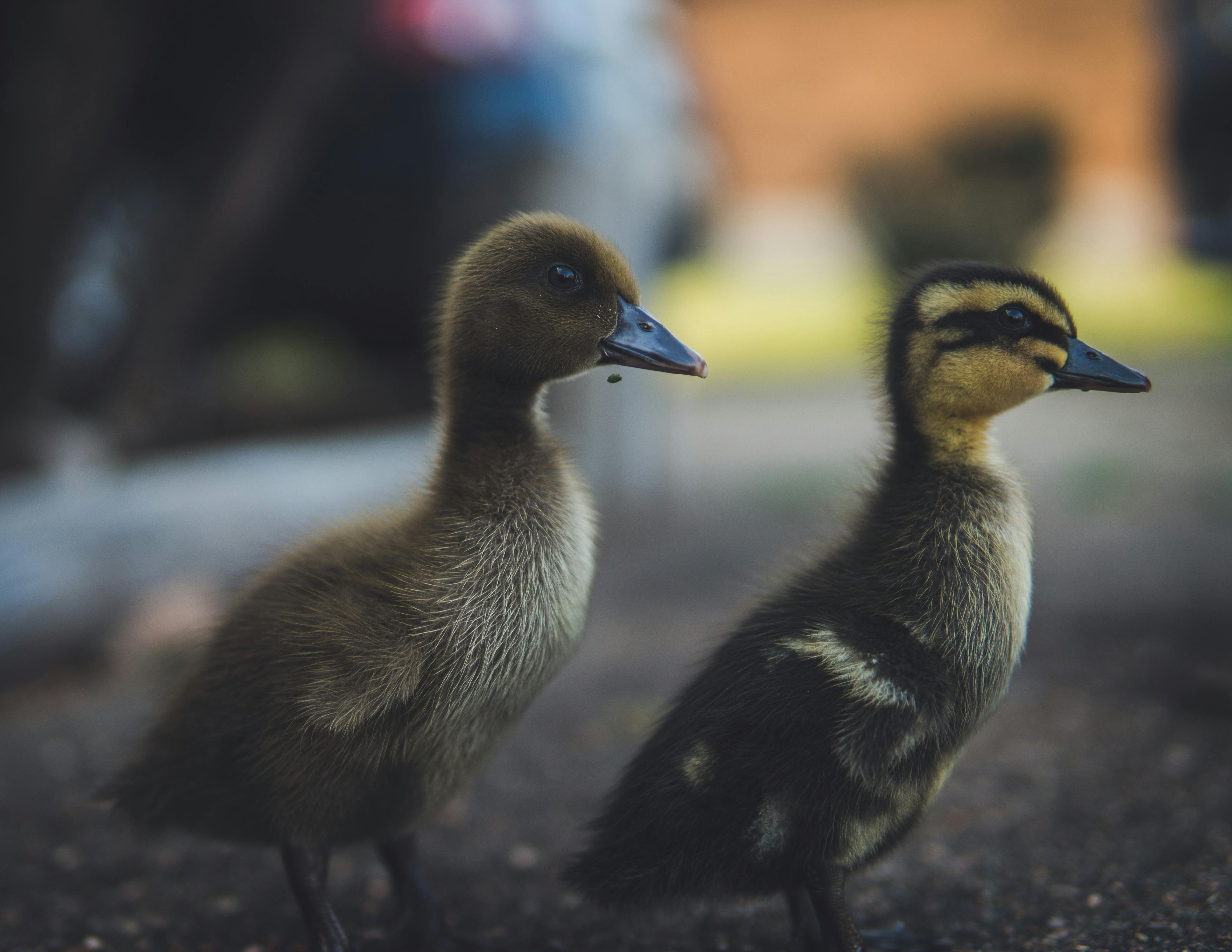 Kostenloses Foto zum Thema: enten, fokus, nahansicht